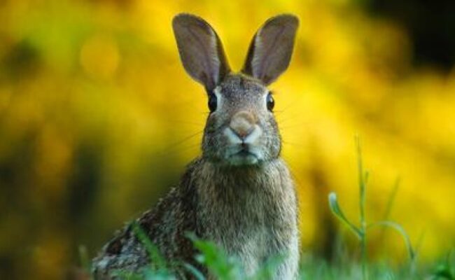 Alertan del colapso biológico del conejo de monte y la liebre ibérica en Castellón