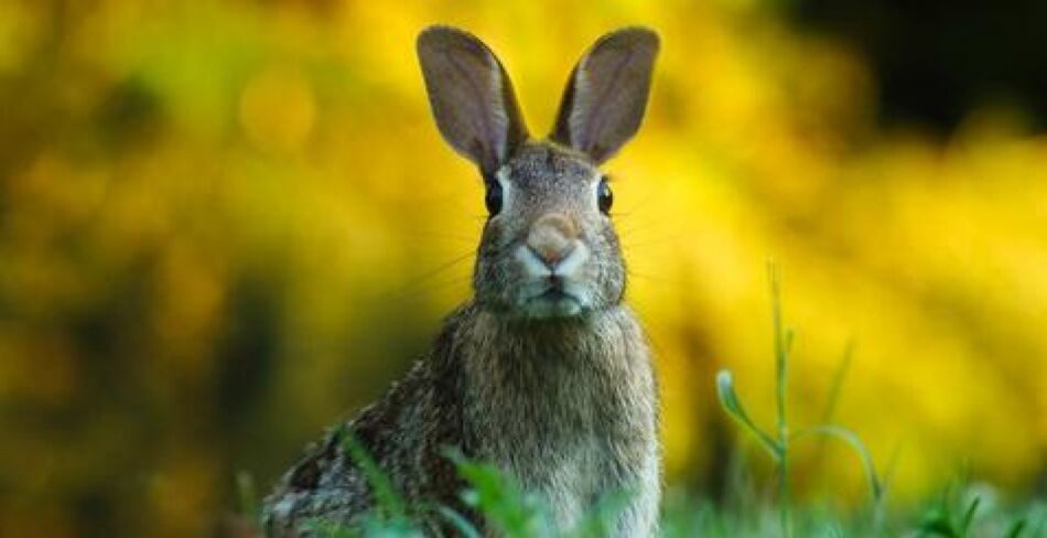 Alertan del colapso biológico del conejo de monte y la liebre ibérica en Castellón