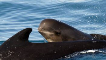 El ruido del Estrecho de Gibraltar obliga a las ballenas piloto a ‘gritar’ más, pero no es suficiente