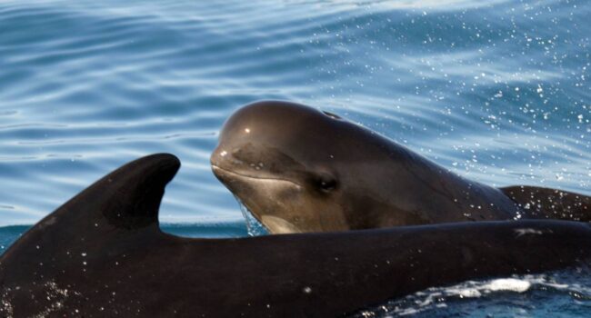 El ruido del Estrecho de Gibraltar obliga a las ballenas piloto a ‘gritar’ más, pero no es suficiente