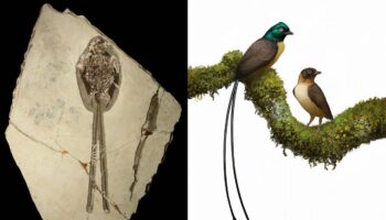 Esta ave prehistórica tenía una cola de plumas del doble de su tamaño y la usaba para seducir