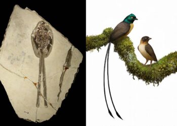 Esta ave prehistórica tenía una cola de plumas del doble de su tamaño y la usaba para seducir