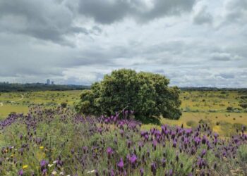 La justicia admite el recurso de Ecologistas contra el proyecto de Los Carriles en la Comunidad de Madrid