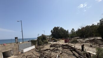 Salvemos Mojácar denuncia la tala ilegal de los últimos arboles de la playa de Mojácar