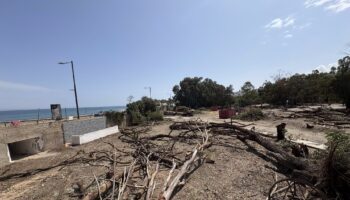 Salvemos Mojácar denuncia la tala ilegal de los últimos arboles de la playa de Mojácar