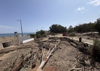 Salvemos Mojácar denuncia la tala ilegal de los últimos arboles de la playa de Mojácar