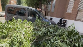 Denuncian talas de árboles indiscriminadas en el Barrio de Rosario de Torrejón de Ardoz (Madrid)