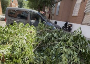 Denuncian talas de árboles indiscriminadas en el Barrio de Rosario de Torrejón de Ardoz (Madrid)
