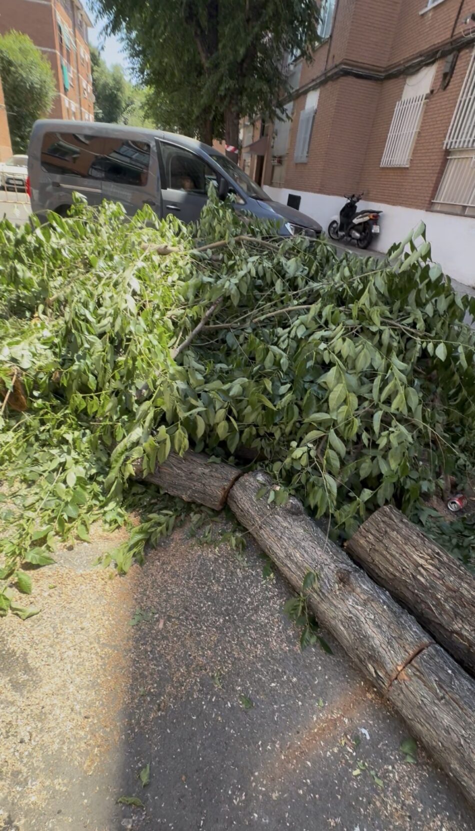 Denuncian talas de árboles indiscriminadas en el Barrio de Rosario de Torrejón de Ardoz (Madrid)