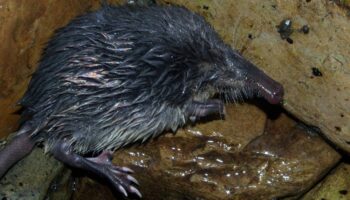 Identifican más de 400 especies amenazadas en la nueva Lista Roja de España