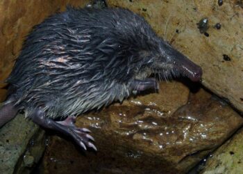 Identifican más de 400 especies amenazadas en la nueva Lista Roja de España