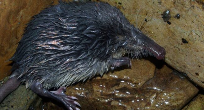 Identifican más de 400 especies amenazadas en la nueva Lista Roja de España