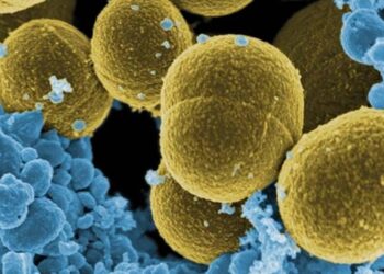 Las bacterias más ‘pegajosas’ pueden causar infecciones menos severas