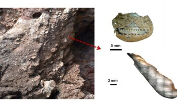 Los neandertales recolectaban marisco con las mismas estrategias que los humanos modernos