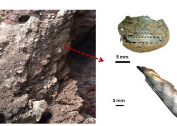 Los neandertales recolectaban marisco con las mismas estrategias que los humanos modernos