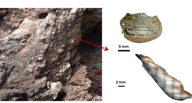 Los neandertales recolectaban marisco con las mismas estrategias que los humanos modernos