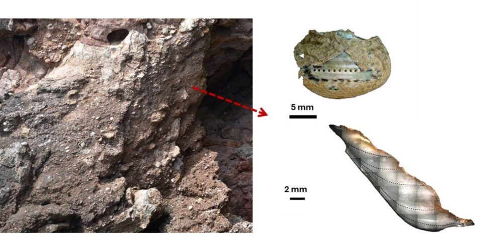 Los neandertales recolectaban marisco con las mismas estrategias que los humanos modernos
