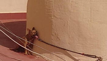 PACMA y FAADA consiguen condena por la muerte agónica de un perro atado al sol en una azotea de Torrevieja