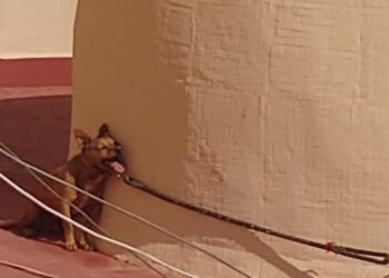 PACMA y FAADA consiguen condena por la muerte agónica de un perro atado al sol en una azotea de Torrevieja
