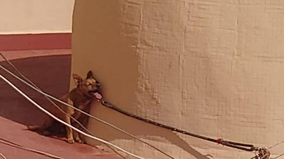PACMA y FAADA consiguen condena por la muerte agónica de un perro atado al sol en una azotea de Torrevieja
