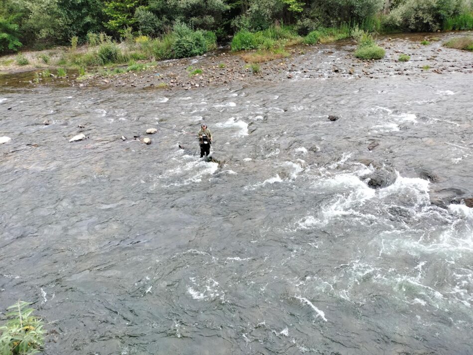 Coordinadora Ecoloxista d’Asturies solicita vedar la pesca del salmón sin demora