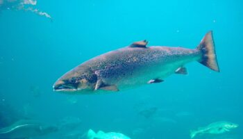 Ecoloxistes n’Aición d’Asturies lanza la campaña «¡Free Campanu!» para reclamar la protección urgente del salmón atlántico
