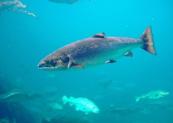 Ecoloxistes n’Aición d’Asturies lanza la campaña «¡Free Campanu!» para reclamar la protección urgente del salmón atlántico