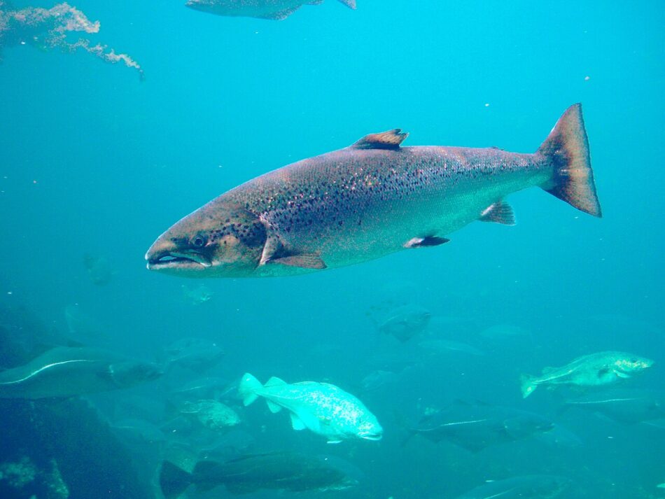 Ecoloxistes n’Aición d’Asturies lanza la campaña «¡Free Campanu!» para reclamar la protección urgente del salmón atlántico