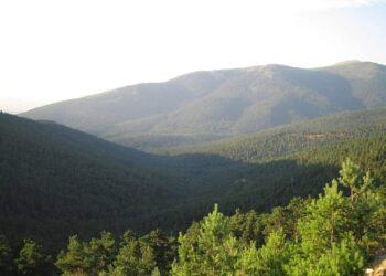 El Tribunal Superior de Justicia de Castilla y León anula parte del Decreto de cambio de uso forestal de la Junta