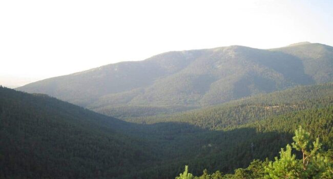 El Tribunal Superior de Justicia de Castilla y León anula parte del Decreto de cambio de uso forestal de la Junta