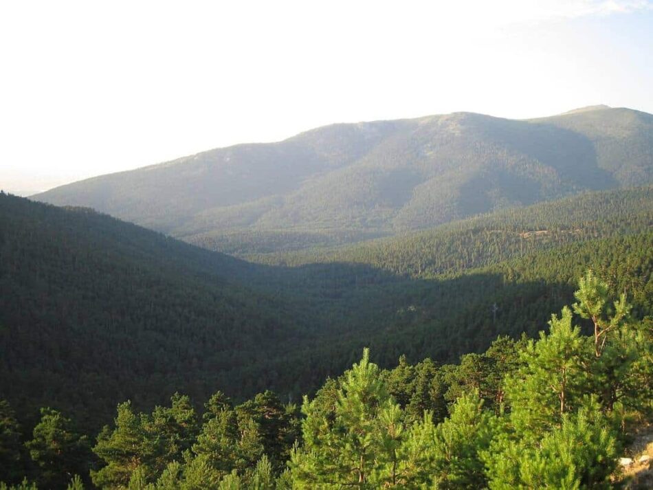 El Tribunal Superior de Justicia de Castilla y León anula parte del Decreto de cambio de uso forestal de la Junta