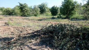 ANAV denuncia el arrasamiento de un bosque de encinas de más de treinta hectáreas para instalar paneles solares
