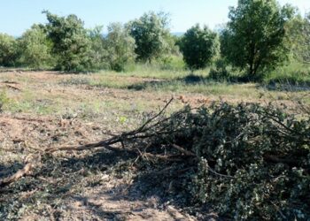 ANAV denuncia el arrasamiento de un bosque de encinas de más de treinta hectáreas para instalar paneles solares