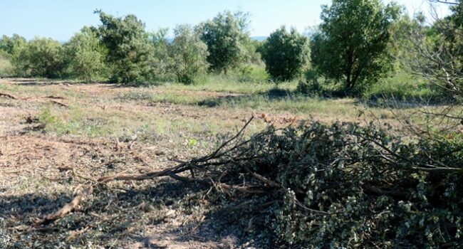 ANAV denuncia el arrasamiento de un bosque de encinas de más de treinta hectáreas para instalar paneles solares