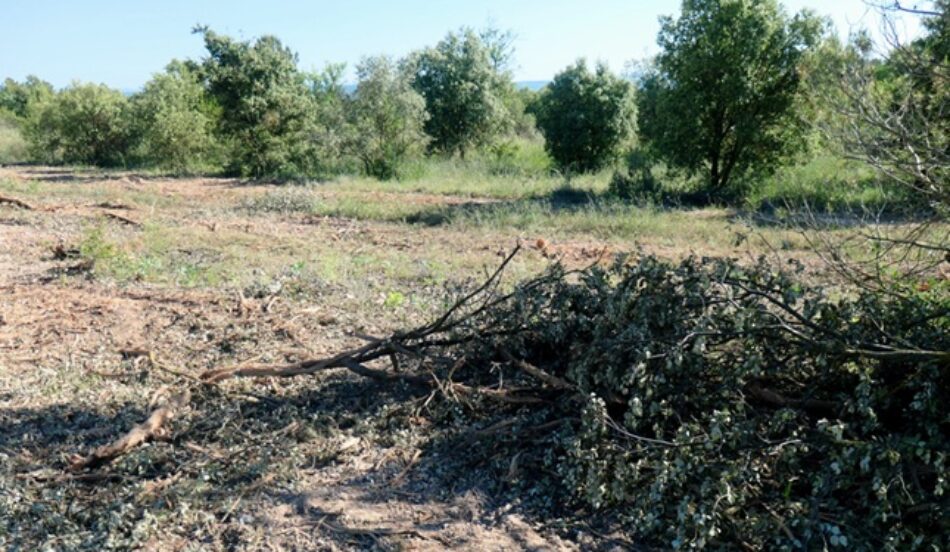 ANAV denuncia el arrasamiento de un bosque de encinas de más de treinta hectáreas para instalar paneles solares
