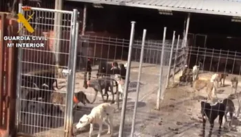 Más de 500 delitos de maltrato animal: PACMA intensifica su acción judicial contra el “vampiro de Humanes”