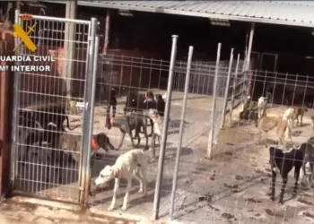 Más de 500 delitos de maltrato animal: PACMA intensifica su acción judicial contra el “vampiro de Humanes”