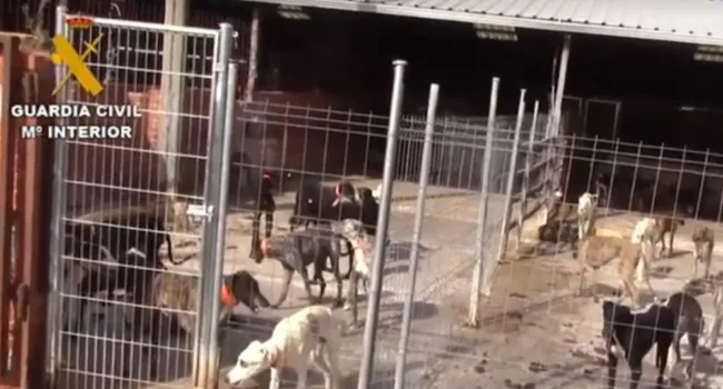Más de 500 delitos de maltrato animal: PACMA intensifica su acción judicial contra el “vampiro de Humanes”