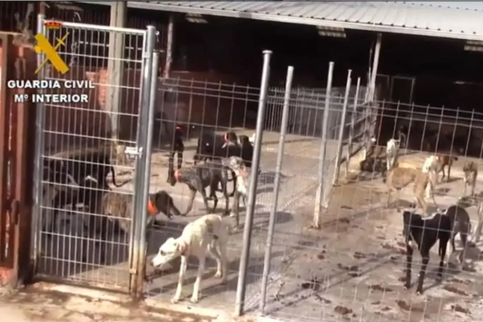 Más de 500 delitos de maltrato animal: PACMA intensifica su acción judicial contra el “vampiro de Humanes”