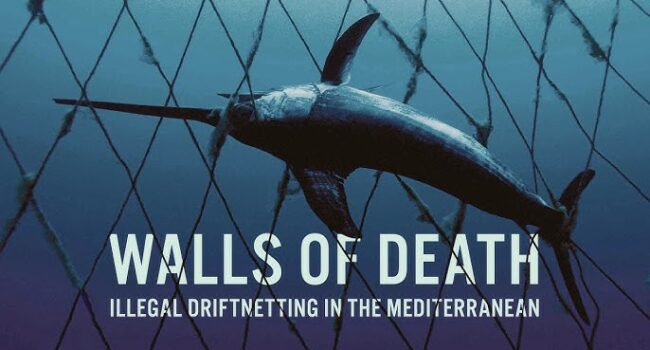 «Cortinas de la Muerte»: un nuevo documental revela las mortíferas redes de deriva en el Mediterráneo