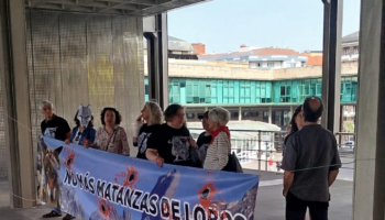Comité Consultivo del Plan de Gestión del Lobo apuesta por seguir matando lobos de forma irregular en Asturias