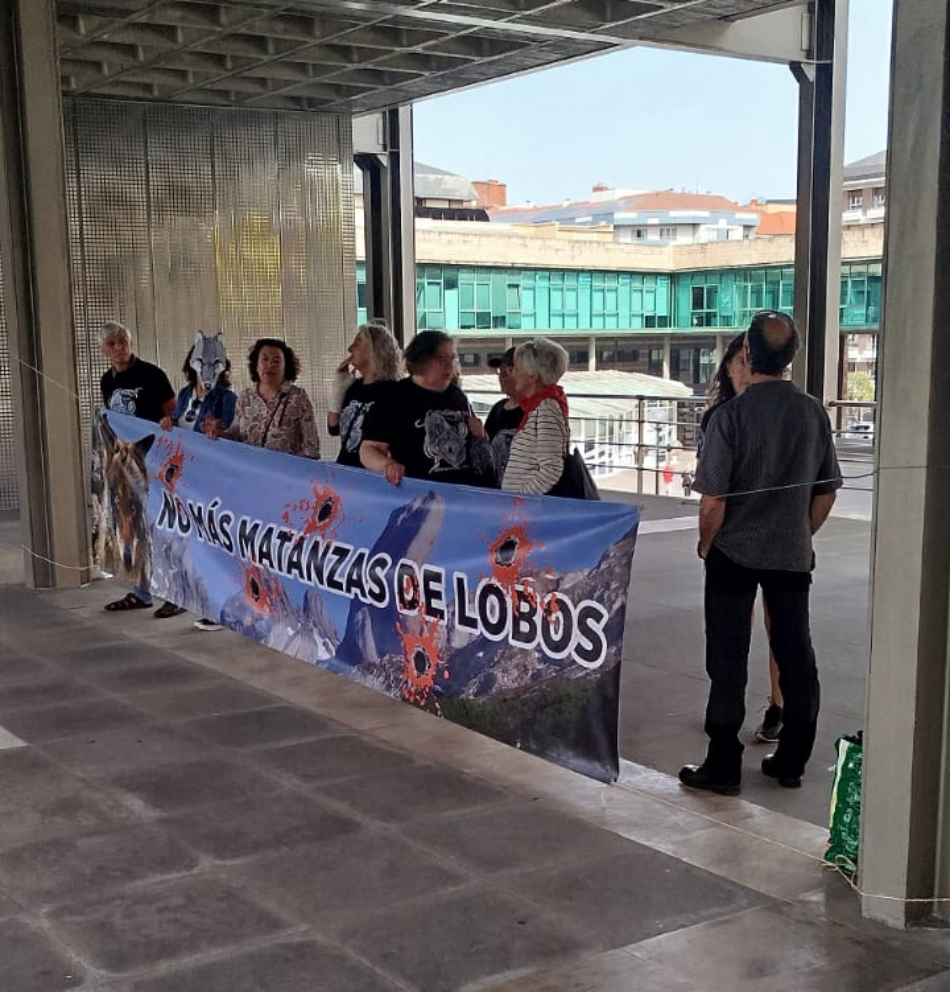 Comité Consultivo del Plan de Gestión del Lobo apuesta por seguir matando lobos de forma irregular en Asturias