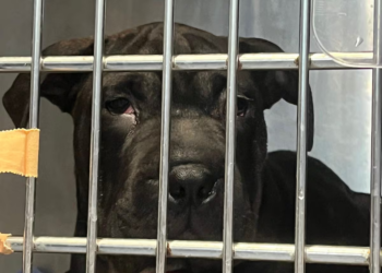 PACMA pide protocolos éticos y consensuados para animales que llegan a España por vías irregulares