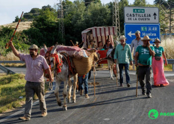 PACMA acusa a la Junta de Andalucía de permitir el sufrimiento animal en El Rocío año tras año
