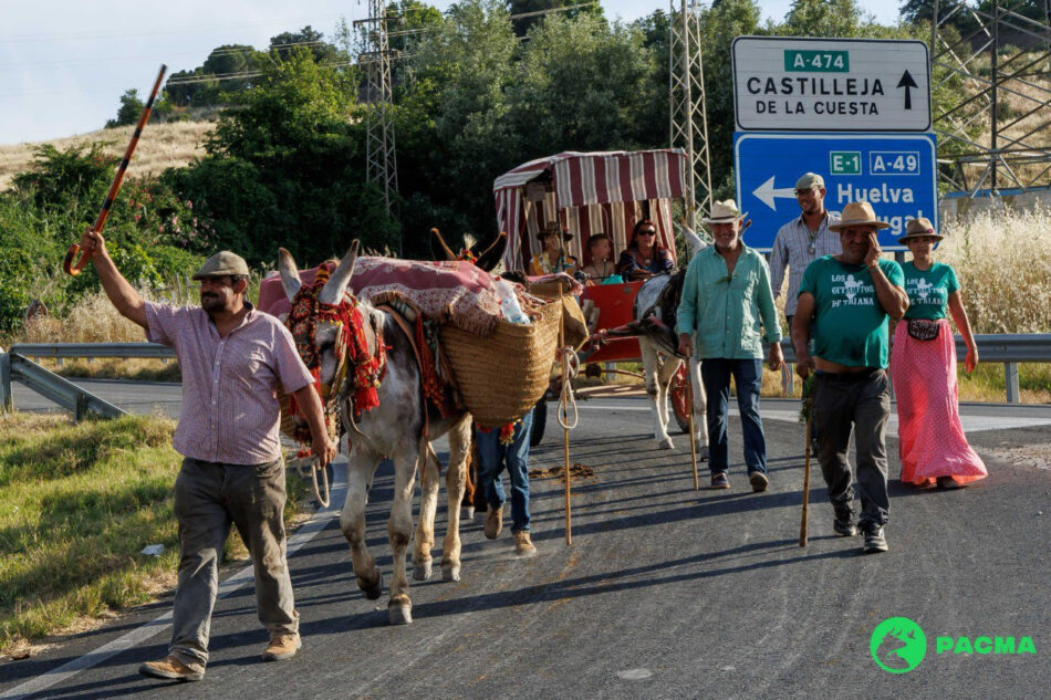 PACMA acusa a la Junta de Andalucía de permitir el sufrimiento animal en El Rocío año tras año
