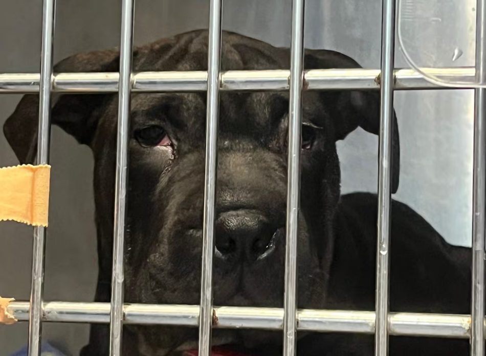 PACMA pide protocolos éticos y consensuados para animales que llegan a España por vías irregulares