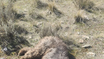 PACMA se persona ante el Tribunal Supremo para defender la condena al cazador que mató al perro Nerón en la Sierra de Baza