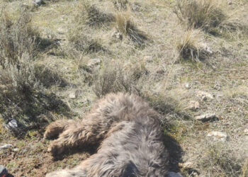 PACMA se persona ante el Tribunal Supremo para defender la condena al cazador que mató al perro Nerón en la Sierra de Baza