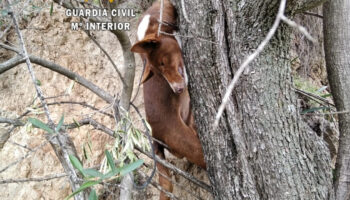 Un año de prisión, retirada de licencia y un curso de bienestar animal para los cazadores que ahorcaron a un perro en Almogía