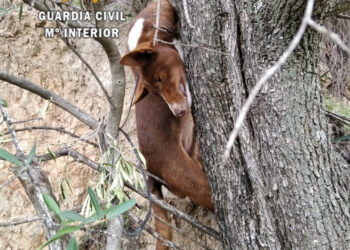 Un año de prisión, retirada de licencia y un curso de bienestar animal para los cazadores que ahorcaron a un perro en Almogía